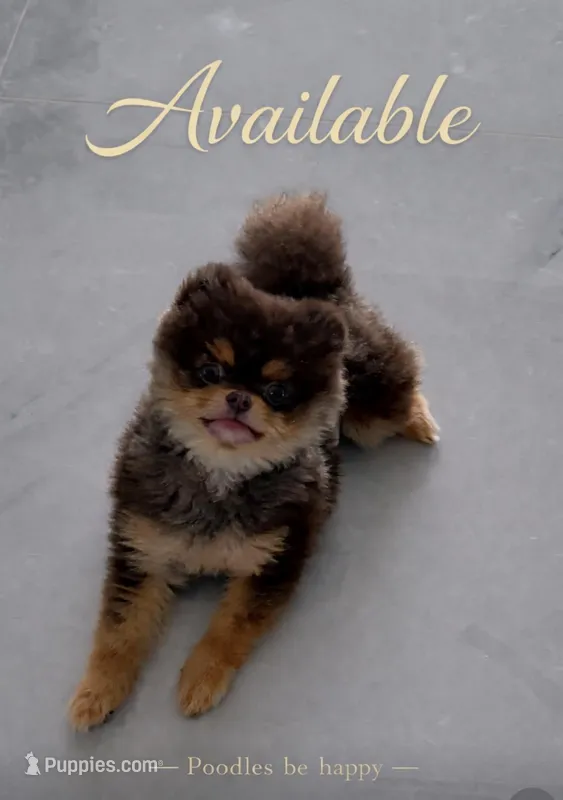 Teddy  – Pomeranian puppy for sale in Lehigh Acres, FL