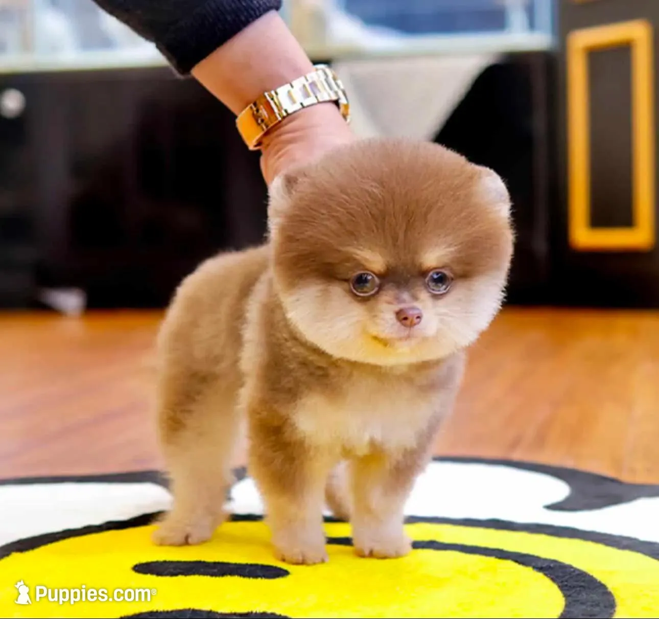 Teddy – Pomeranian puppy for sale in Lehigh Acres, FL