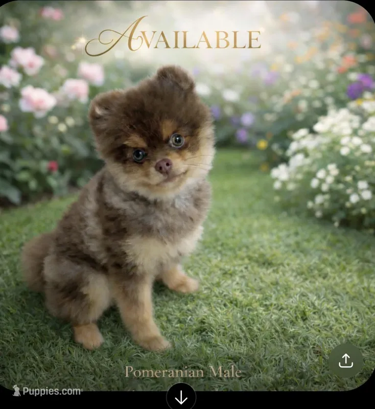 Teddy  – Pomeranian puppy for sale in Lehigh Acres, FL