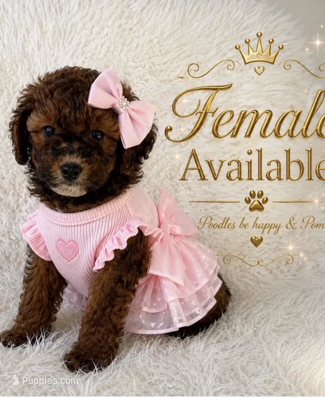 Liza – Poodle - Miniature  puppy for sale in Lehigh Acres, FL