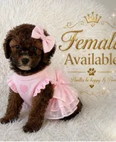 Liza, a female Poodle - Miniature  for sale in Lehigh Acres, FL – 1 of 1