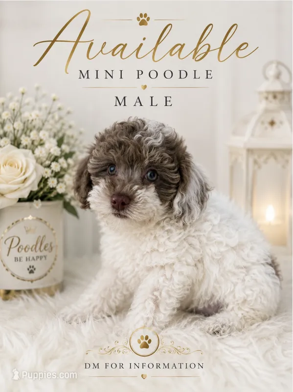 Teddy – Poodle - Miniature  puppy for sale in Lehigh Acres, FL