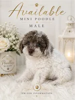 Teddy, a male Poodle - Miniature  for sale in Lehigh Acres, FL – 1 of 1