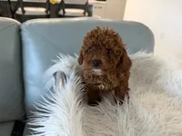 Rosy Pet only , a female Poodle - Miniature  for sale in Lehigh Acres, FL – 1 of 2