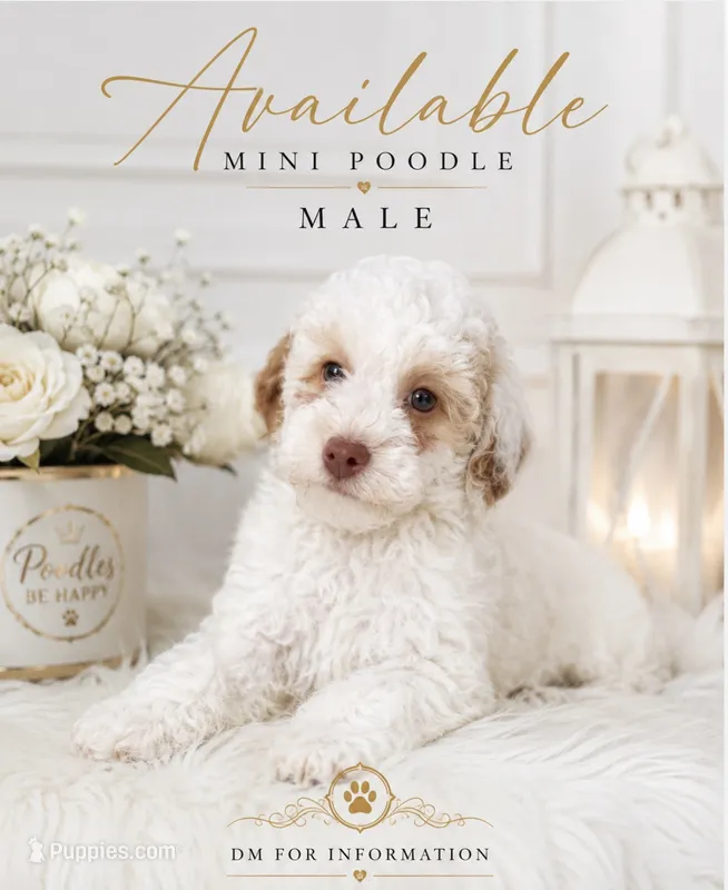 Milan – Poodle - Miniature  puppy for sale in Lehigh Acres, FL