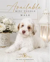 Milan, a male Poodle - Miniature  for sale in Lehigh Acres, FL – 1 of 1
