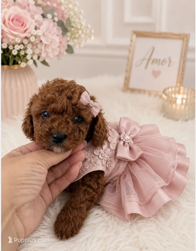 Kira – Poodle - Miniature  puppy for sale in Lehigh Acres, FL