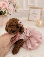 Kira, a female Poodle - Miniature  for sale in Lehigh Acres, FL – 1 of 1