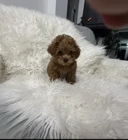 Nani, a female Poodle - Toy  for sale in Lehigh Acres, FL – 3 of 3