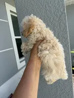 Oliver , a male Poodle - Toy  for sale in Lehigh Acres, FL – 2 of 2