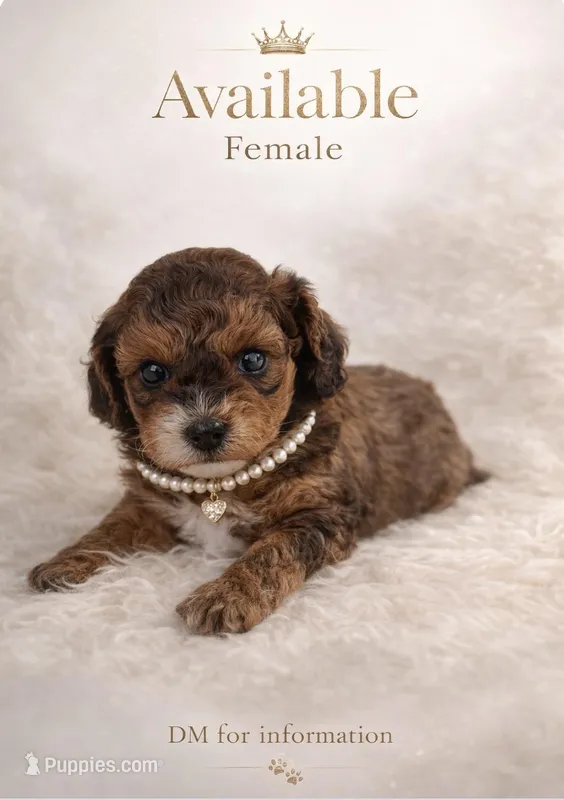 Lena – Poodle - Toy  puppy for sale in Lehigh Acres, FL