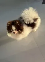 Milan, a male Pomeranian for sale in Lehigh Acres, FL – 2 of 4