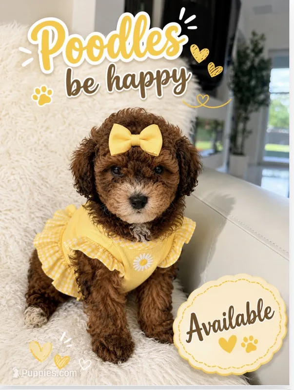 Lena – Poodle - Toy  puppy for sale in Lehigh Acres, FL