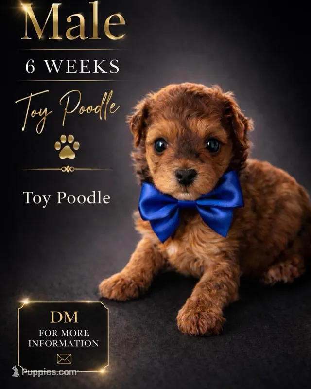 Luca, a male Poodle - Toy  for sale in Lehigh Acres, FL – Photo 1 of 1