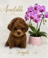Nani, a female Poodle - Toy  for sale in Lehigh Acres, FL – 2 of 3