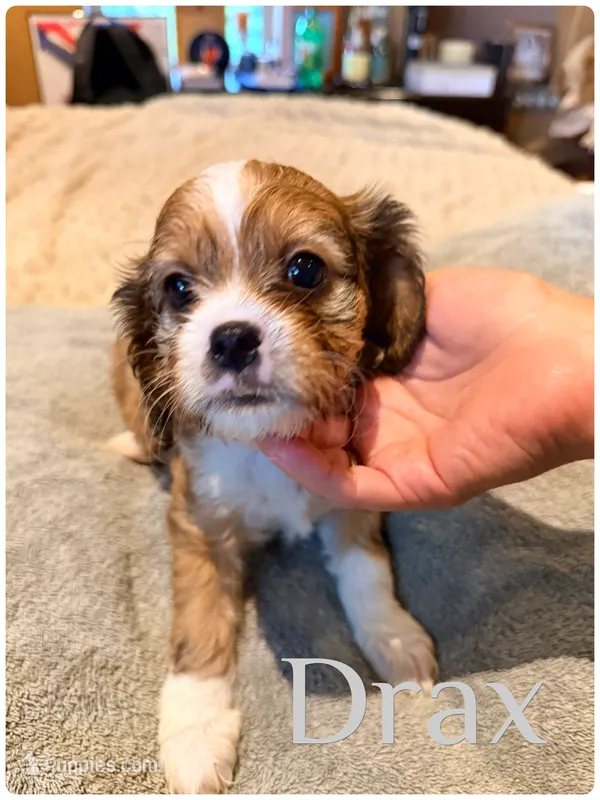 Drax – Cavapoo puppy on hold in Fergus Falls, MN