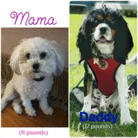 Drax, a male Cavapoo for sale in Fergus Falls, MN – 3 of 5