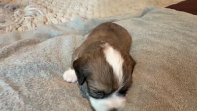 Rocket, a male Cavapoo for sale in Fergus Falls, MN – 5 of 6