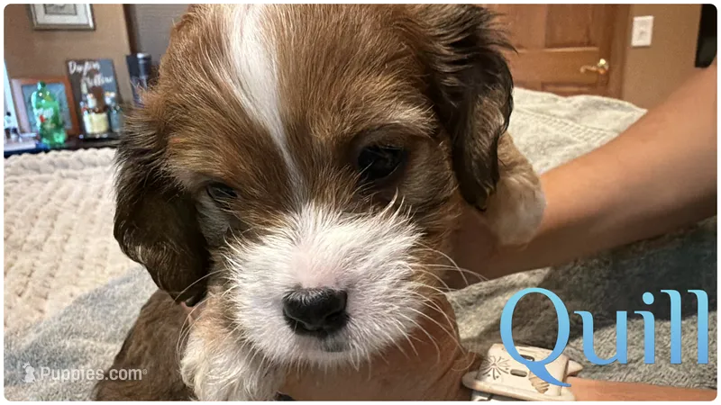 Quill  – Cavapoo puppy for sale in Fergus Falls, MN