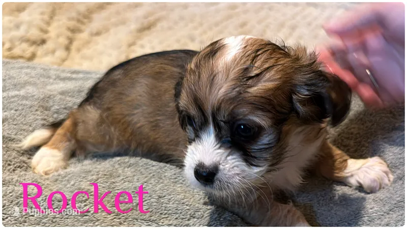 Rocket – Cavapoo puppy for sale in Fergus Falls, MN