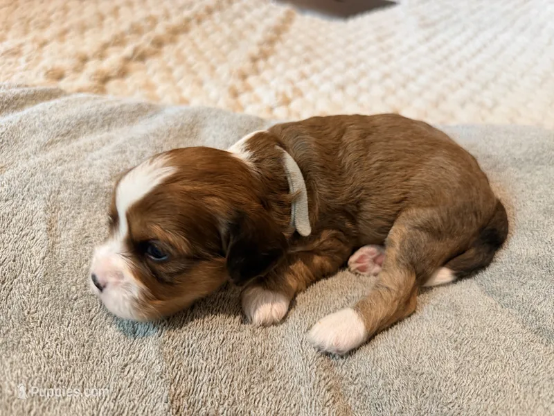 Drax – Cavapoo puppy for sale in Fergus Falls, MN