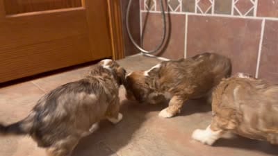 Drax, a male Cavapoo for sale in Fergus Falls, MN – 5 of 5