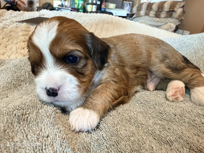 Quill  – Cavapoo puppy for sale in Fergus Falls, MN
