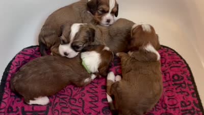 Drax, a male Cavapoo for sale in Fergus Falls, MN – 4 of 5