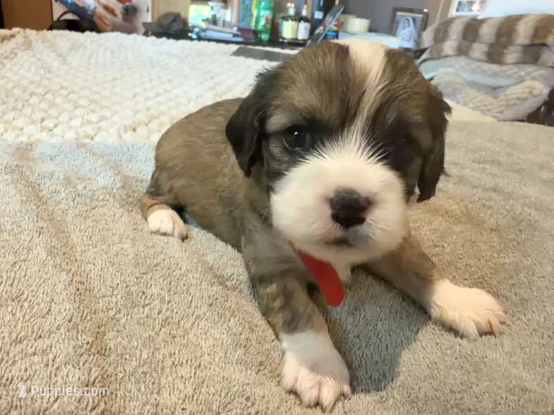 Rocket – Cavapoo puppy for sale in Fergus Falls, MN