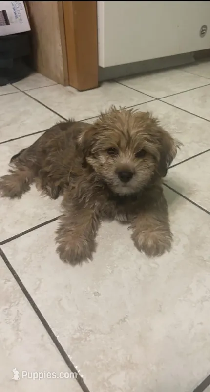 Brownie  – Shih Tzu puppy for sale in Schaumburg, IL