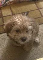 Brownie , a male Shih Tzu and Yorkshire Terrier for sale in Schaumburg, IL – Photo 2 of 3