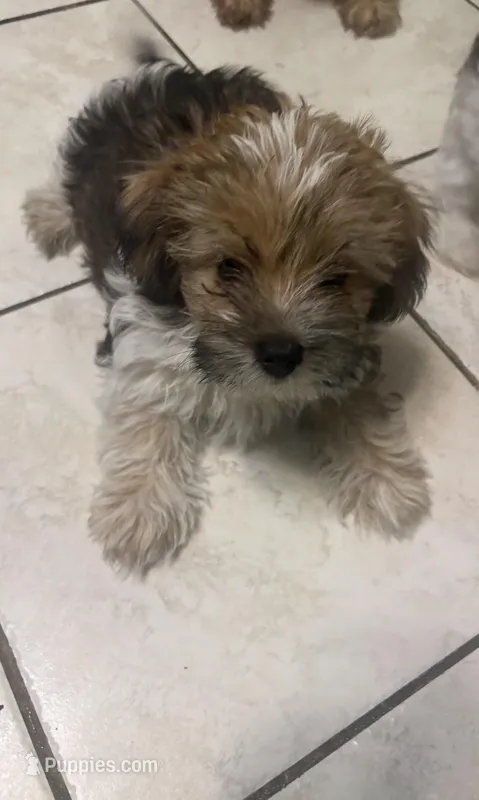 Spot – Shih Tzu puppy for sale in Schaumburg, IL