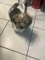Spot, a male Shih Tzu and Yorkshire Terrier for sale in Schaumburg, IL – Photo 3 of 3