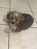 Spot, a male Shih Tzu and Yorkshire Terrier for sale in Schaumburg, IL – Photo 2 of 3
