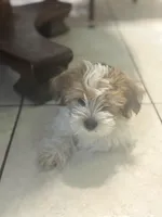 Red, a male Shih Tzu and Yorkshire Terrier for sale in Schaumburg, IL – Photo 3 of 4