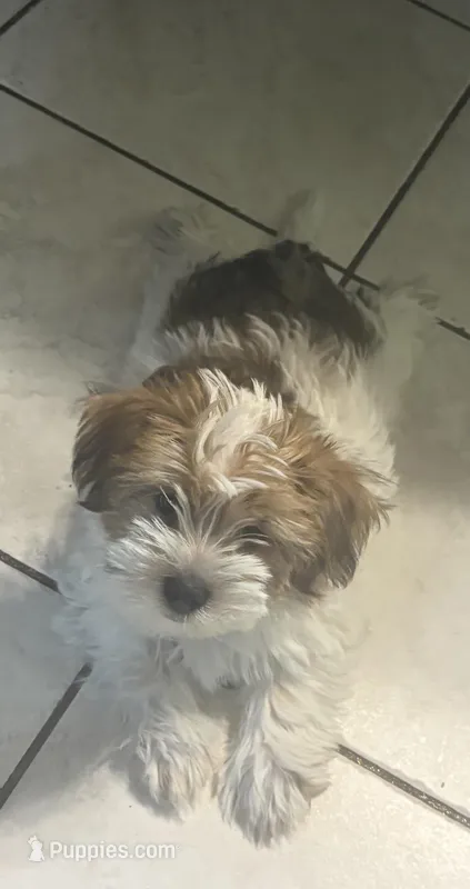 Red – Shih Tzu puppy for sale in Schaumburg, IL