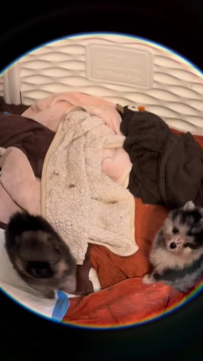 Finn, a male Pomeranian for sale in North Port, FL – 10 of 10