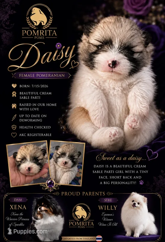 Daisey  – Pomeranian puppy for sale in North Port, FL