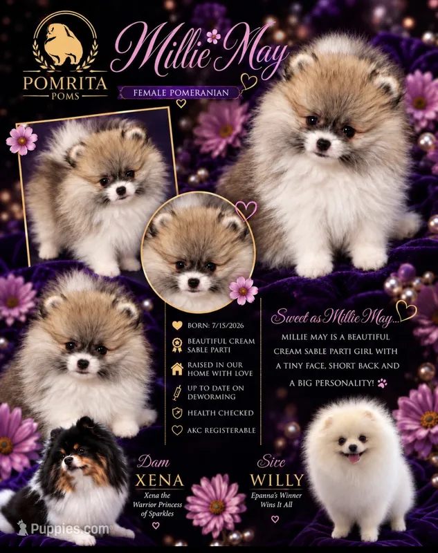 Milli May – Pomeranian puppy on hold in North Port, FL