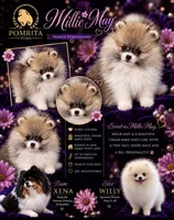 Milli May, a female Pomeranian for sale in North Port, FL – 1 of 4