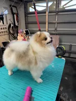 Casino, a male Pomeranian for sale in North Port, FL – 4 of 5