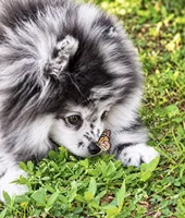 Teddy, a male Pomeranian for sale in North Port, FL – 5 of 6