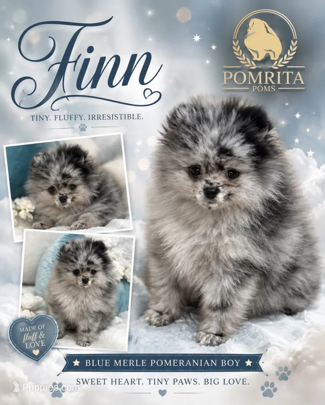 Finn – Pomeranian puppy for sale in North Port, FL