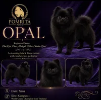 Opal, a female Pomeranian for sale in North Port, FL – 2 of 5