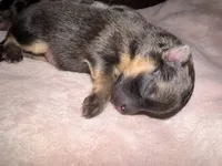 River, a female Pomeranian for sale in North Port, FL – 9 of 10