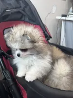 Milo, a male Pomeranian for sale in North Port, FL – 2 of 6