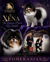 Milo, a male Pomeranian for sale in North Port, FL – 5 of 6