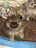 River, a female Pomeranian for sale in North Port, FL – 2 of 10