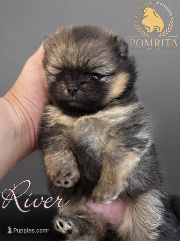 River – Pomeranian puppy for sale in North Port, FL