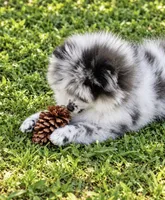 Finn, a male Pomeranian for sale in North Port, FL – 3 of 6